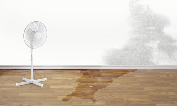 Best Water damage cleanup near me  in Yadkinville, NC